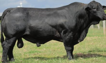 Touro Brangus líder do Sumário Natura está na GENEX