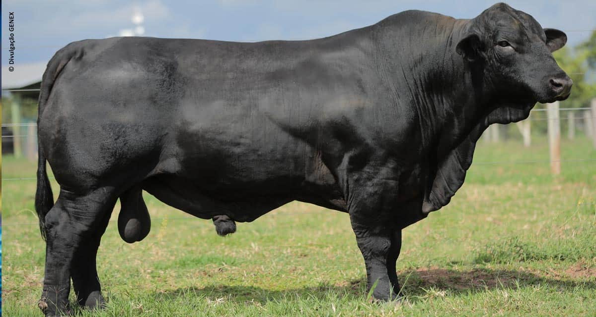 Touro Brangus líder do Sumário Natura está na GENEX