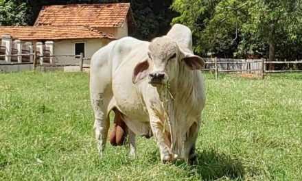 Dia de Campo Tabapuã vai reunir pecuaristas do Brasil e exterior no interior de São Paulo