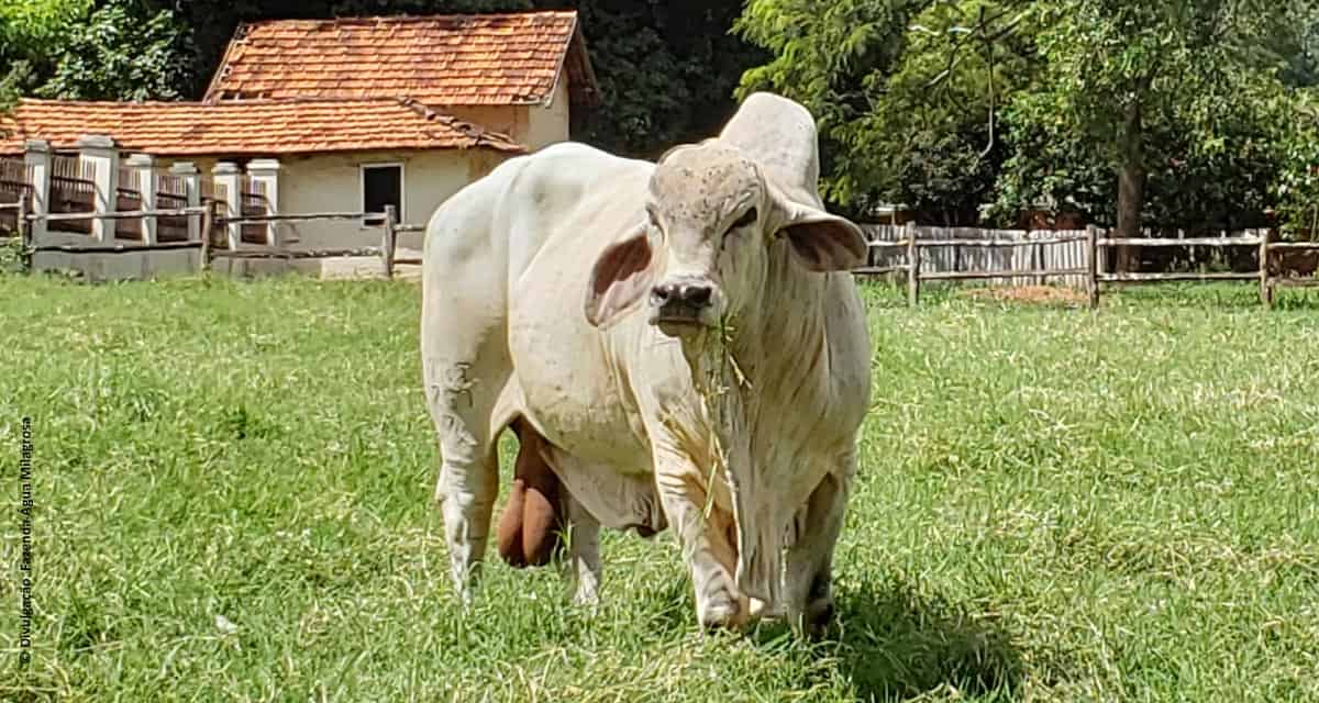 Dia de Campo Tabapuã vai reunir pecuaristas do Brasil e exterior no interior de São Paulo