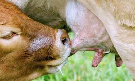 Ourofino Saúde Animal aborda o protocolo de indução à lactação em live