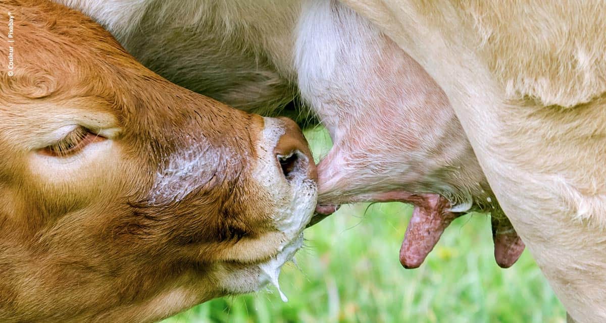 Ourofino Saúde Animal aborda o protocolo de indução à lactação em live