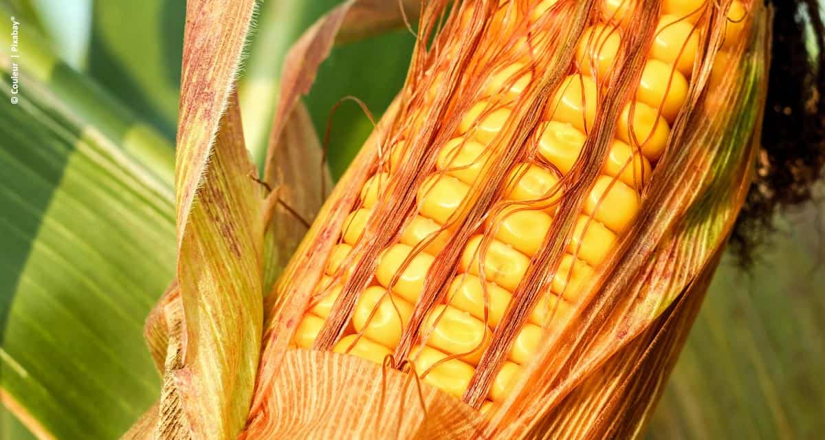 Adoção de princípios básicos pode alavancar produção de milho, diz relatório da Embrapa