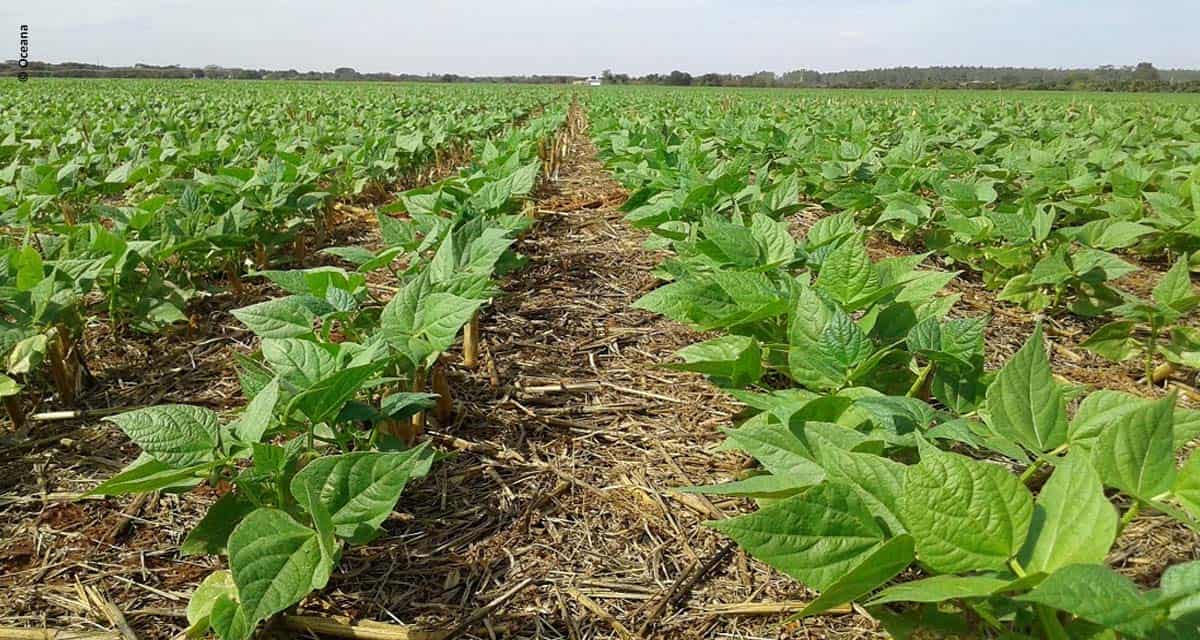 Benefícios comprovados da alga Lithothamnium estimulam sua aplicação em diferentes áreas do agronegócio