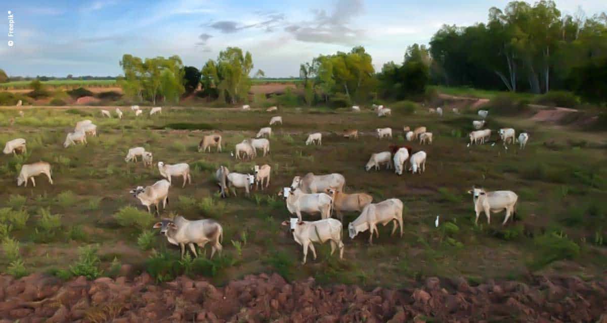 Pesquisadores vão usar drones para detecção e contagem de gado