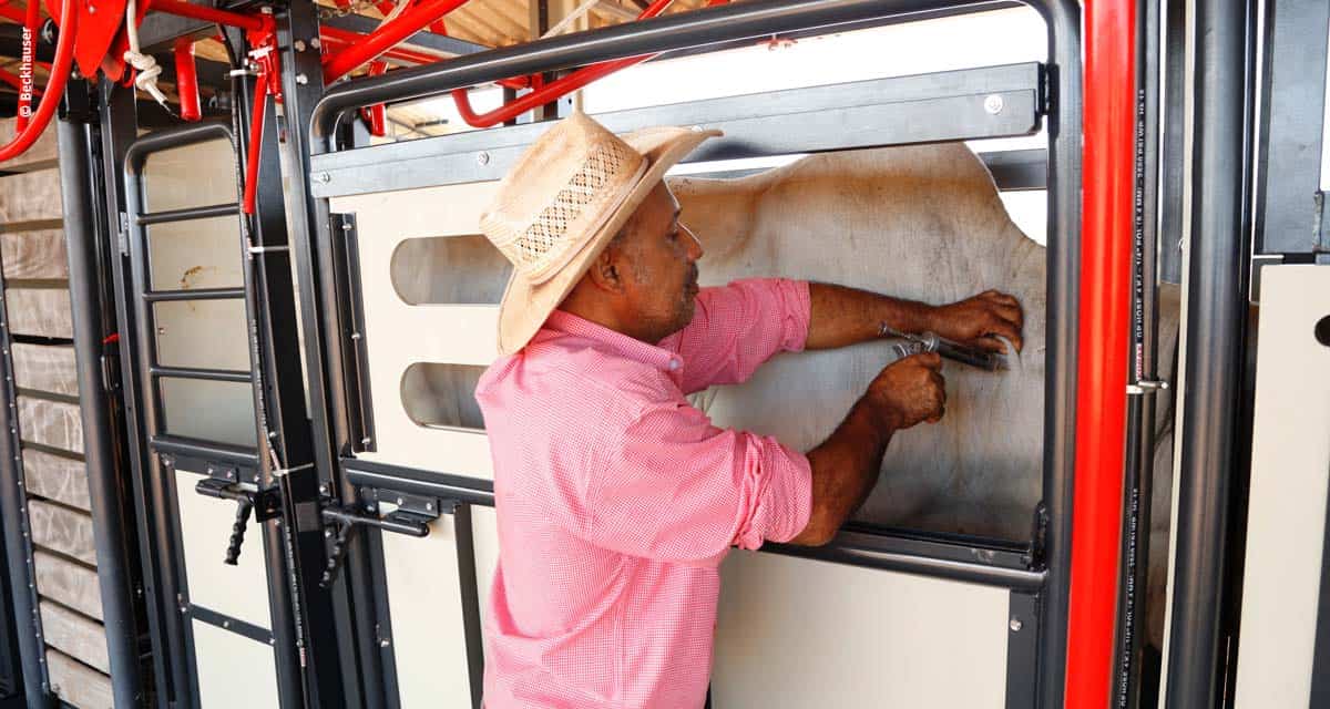 Aftosa: reduzir a dose da vacina é suficiente para evitar reações?