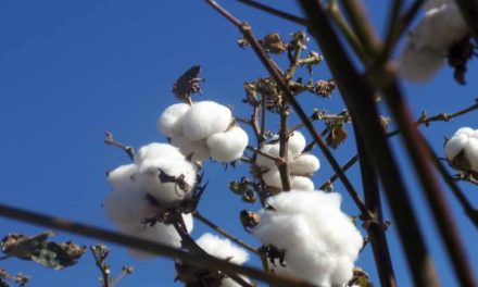 Santa Clara apresentará na Agrishow inovação que amplia em até 39% a produtividade do algodão