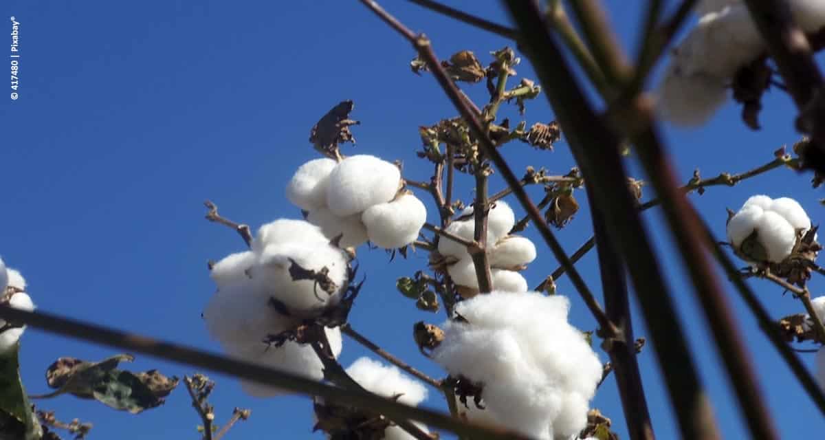Santa Clara apresentará na Agrishow inovação que amplia em até 39% a produtividade do algodão