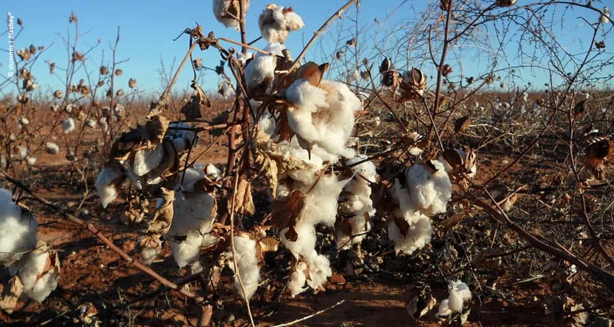 Lavouras de algodão, que sofrem com alta incidência de pragas, podem contar com nova solução