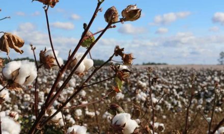 País está próximo de se tornar o segundo maior exportador de algodão do mundo, segundo a Anea