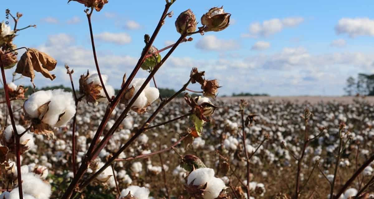 País está próximo de se tornar o segundo maior exportador de algodão do mundo, segundo a Anea