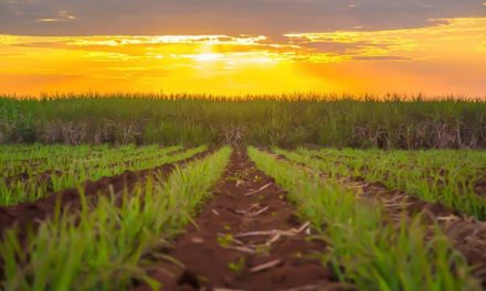 Yara apresenta soluções nutricionais e digitais para cana-de-açúcar,  soja, citros e café na Agrishow 2019