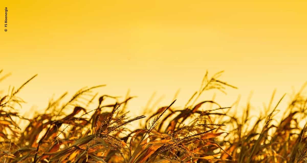 FS Bioenergia anuncia construção de mais três usinas de etanol de milho no Brasil