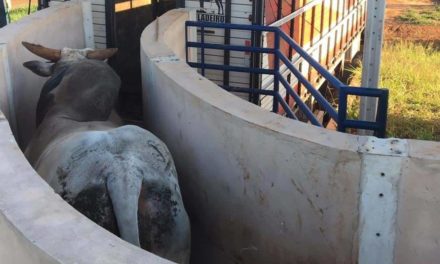 GENEX transfere parte de sua bateria de touros para central de coleta em Uberaba (MG)
