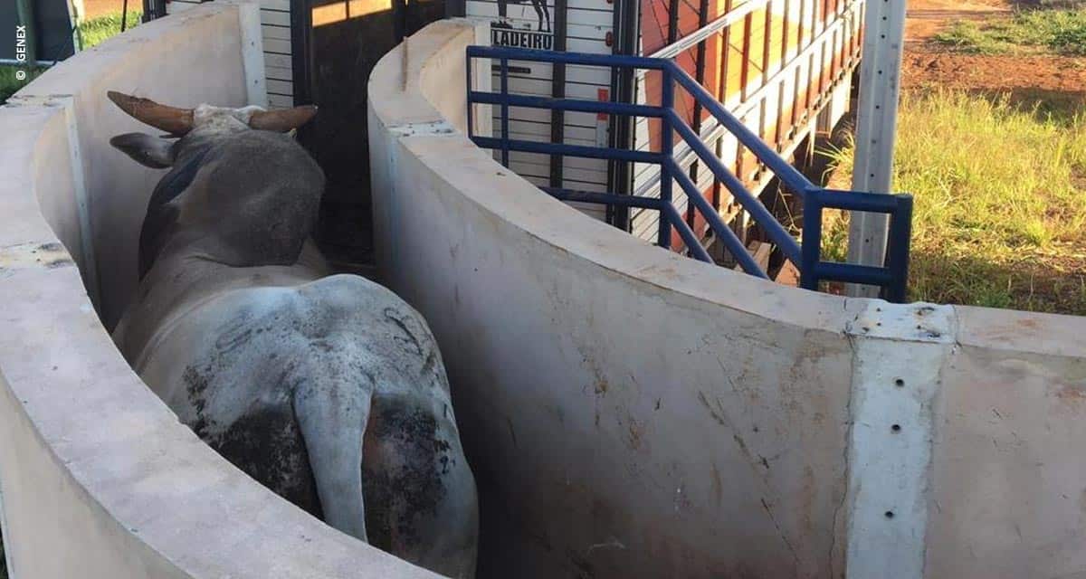 GENEX transfere parte de sua bateria de touros para central de coleta em Uberaba (MG)