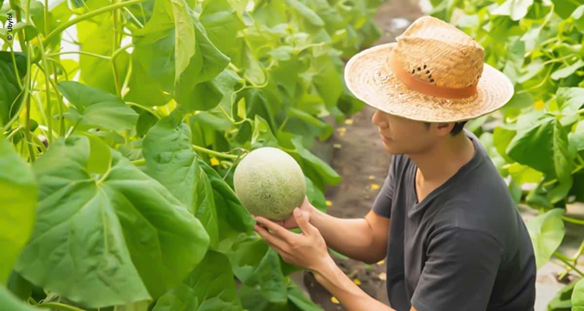 Melão brasileiro se destaca no mercado internacional