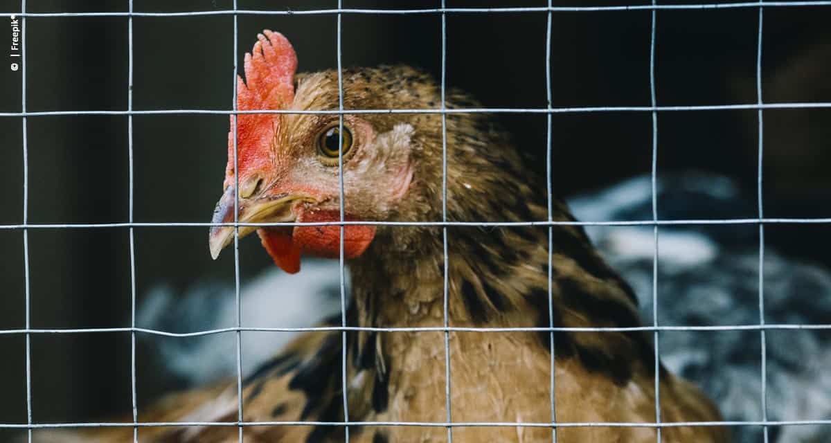 Avicultura e coccidiose: como manter a sanidade de seu plantel