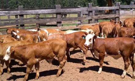 Produtores de Cacequi-RS demonstram evolução no melhoramento genético de bovinos