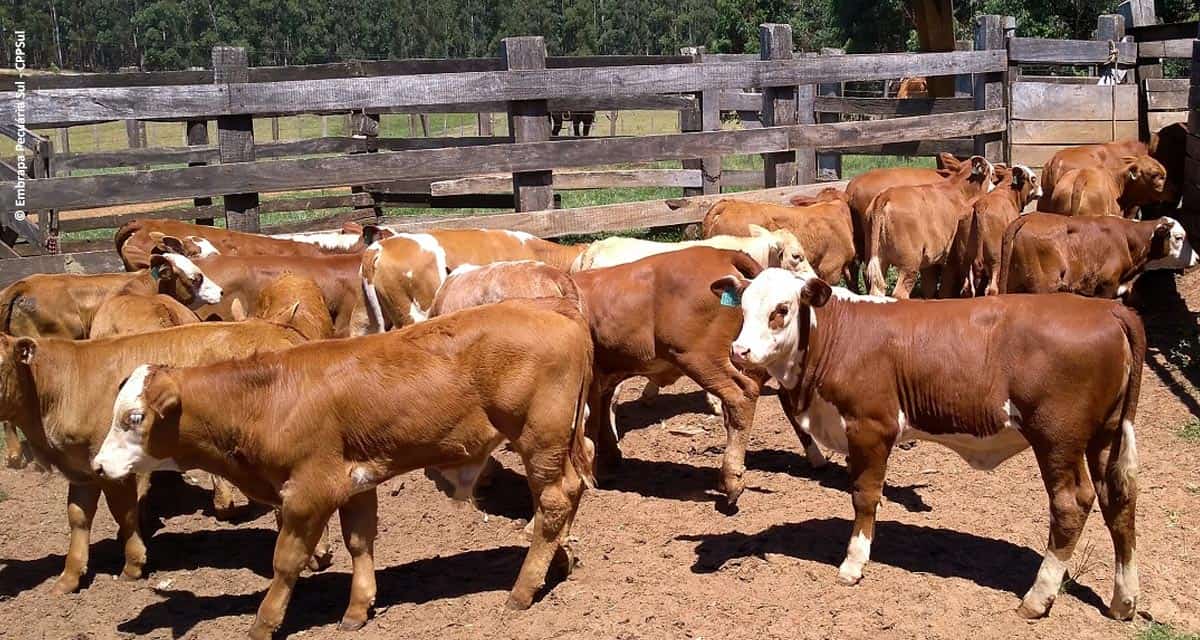 Produtores de Cacequi-RS demonstram evolução no melhoramento genético de bovinos