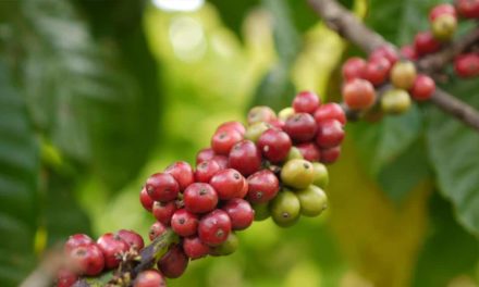 Portfólio IHARA para o café está no Dia de Campo da Fundação Procafé