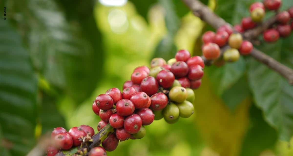 Portfólio IHARA para o café está no Dia de Campo da Fundação Procafé