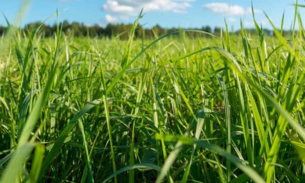 Consórcio de grãos com braquiária garante aumento de 12 sacas por hectare a produtor mato-grossense