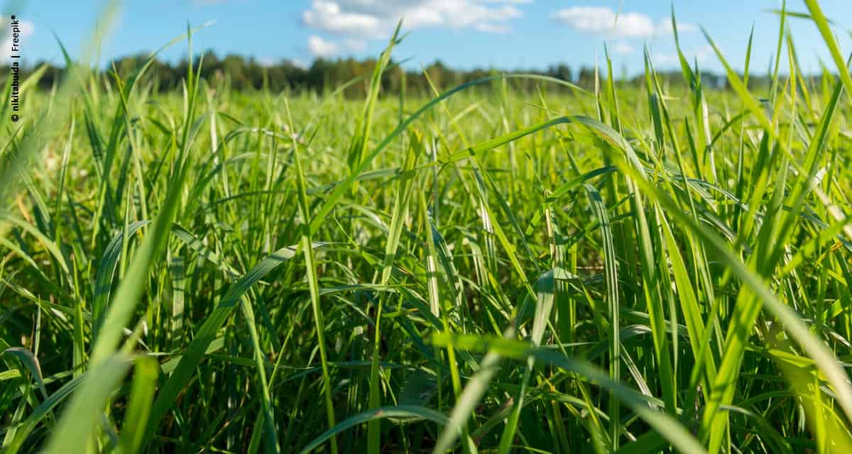 Consórcio de grãos com braquiária garante aumento de 12 sacas por hectare a produtor mato-grossense