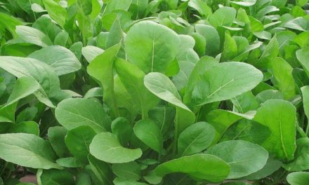 Topseed Premium lança 11 novas sementes para horticultura profissional na Hortitec