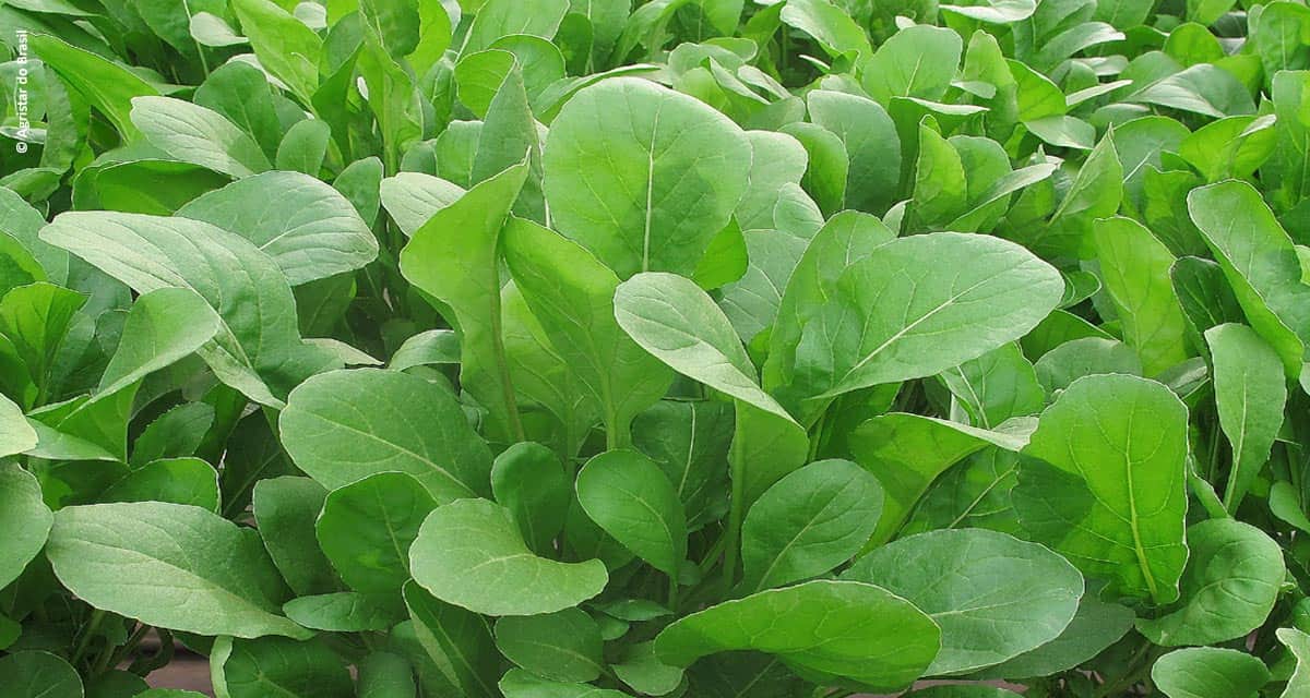 Topseed Premium lança 11 novas sementes para horticultura profissional na Hortitec