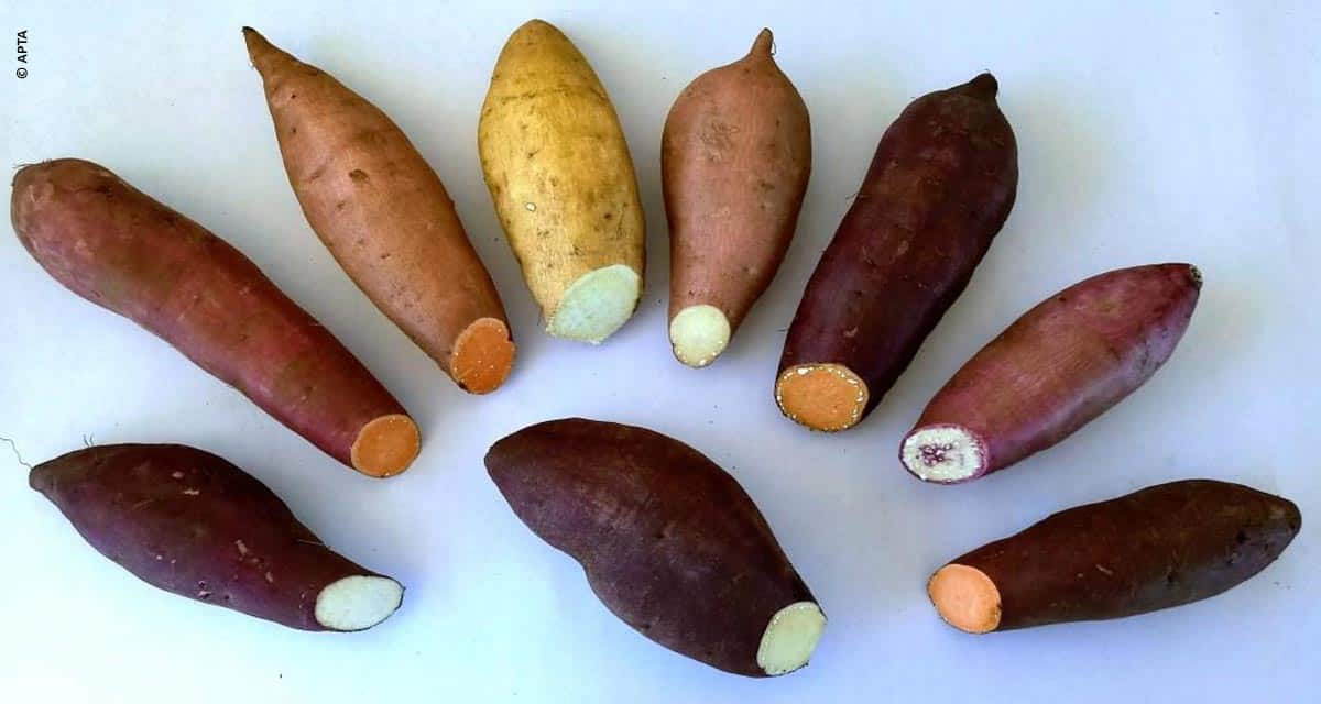 Pesquisa para desenvolver batata-doce mais produtiva é apresentada pela Secretaria de Agricultura e Abastecimento de São Paulo