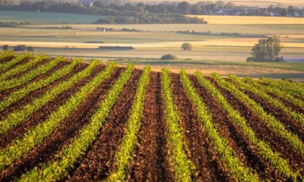 Inovação e sustentabilidade são caminhos para garantia da alimentação mundial, dizem empresas do setor