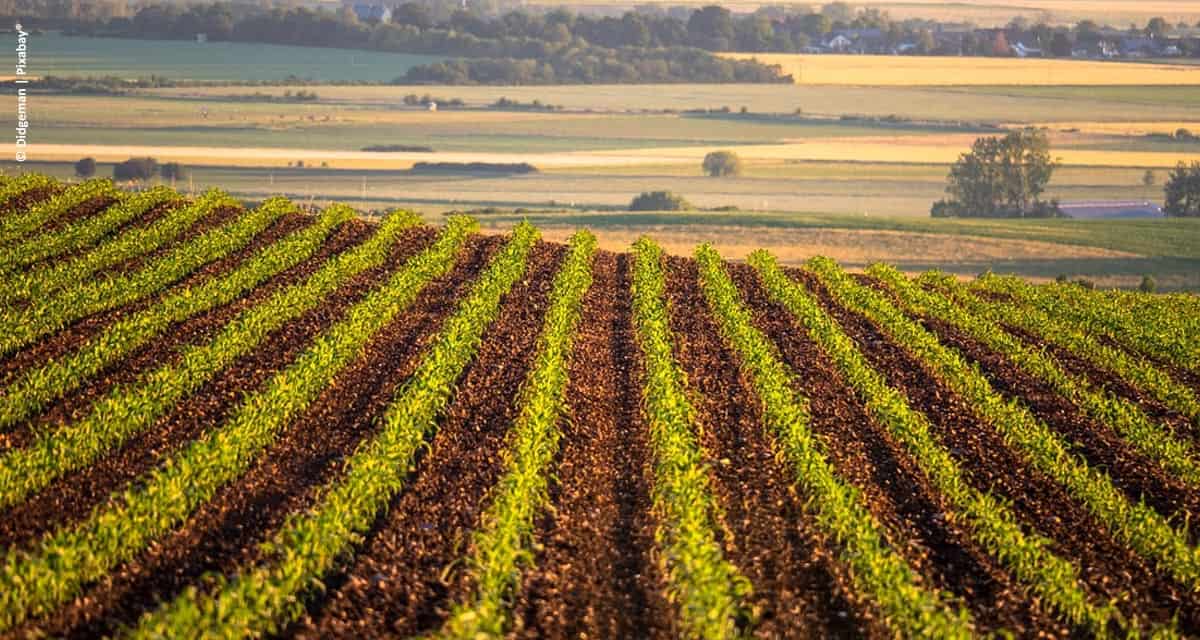 Inovação e sustentabilidade são caminhos para garantia da alimentação mundial, dizem empresas do setor