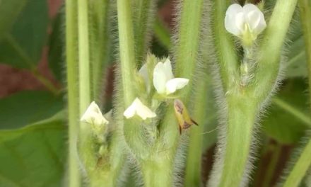 Especialista projeta forte crescimento do mercado mundial de biodefensivo