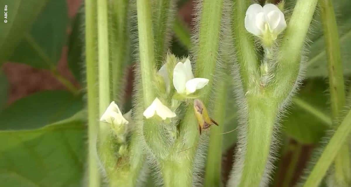 Especialista projeta forte crescimento do mercado mundial de biodefensivo