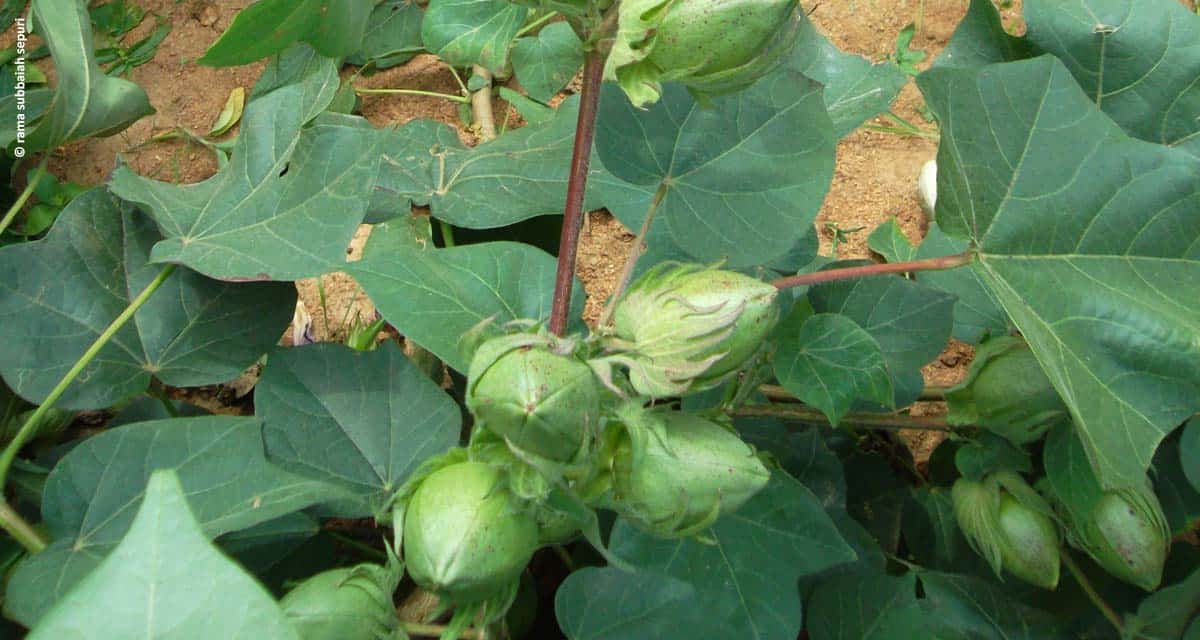 A importância do Molibdênio para a garantia do manejo nutricional no algodão