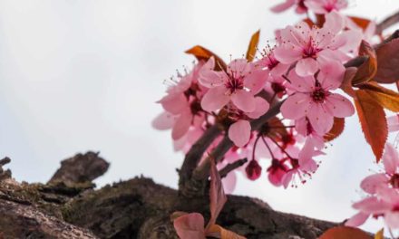 Doce ou amarga: segredo do sabor da amêndoa está em seu DNA