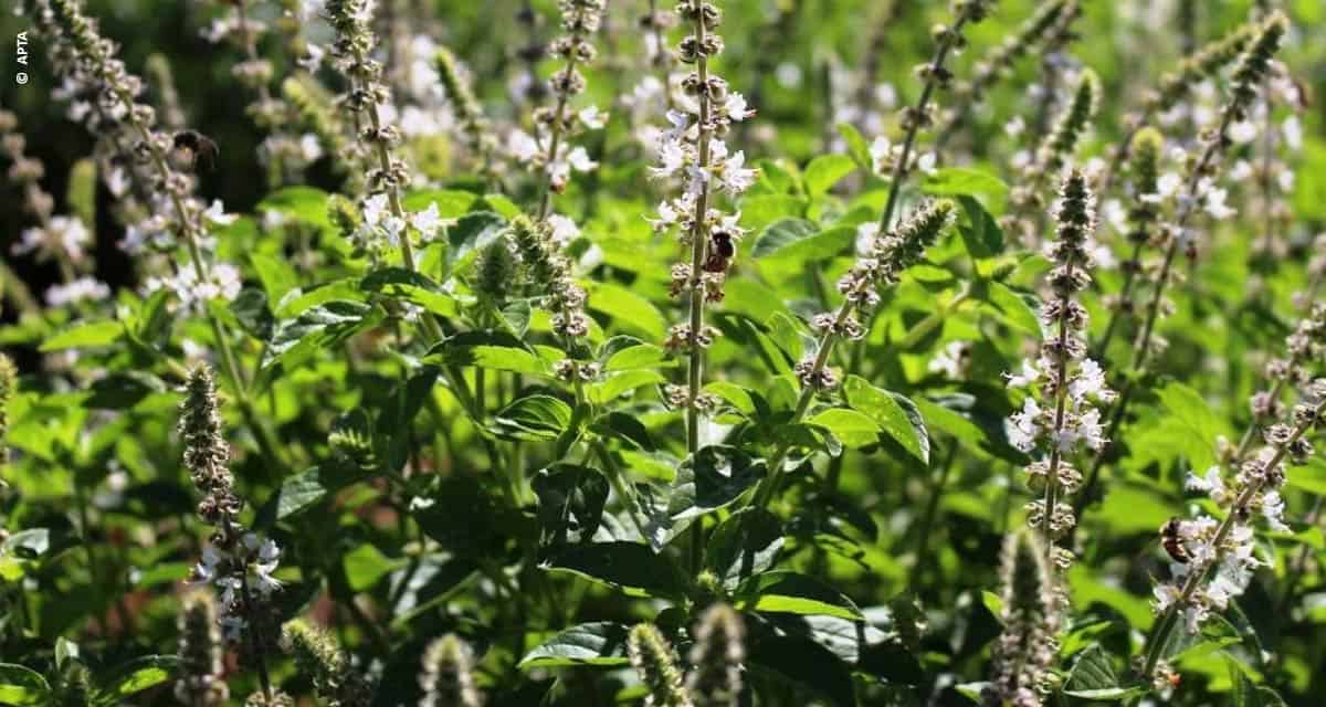 Secretaria de Agricultura pesquisa óleos essenciais e hidrolatos para serem usados na produção agropecuária, indústria e gastronomia