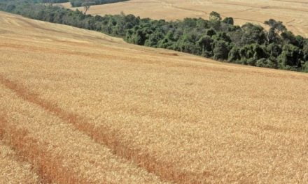 Passo Fundo sedia nesta semana discussão técnica do trigo e triticale