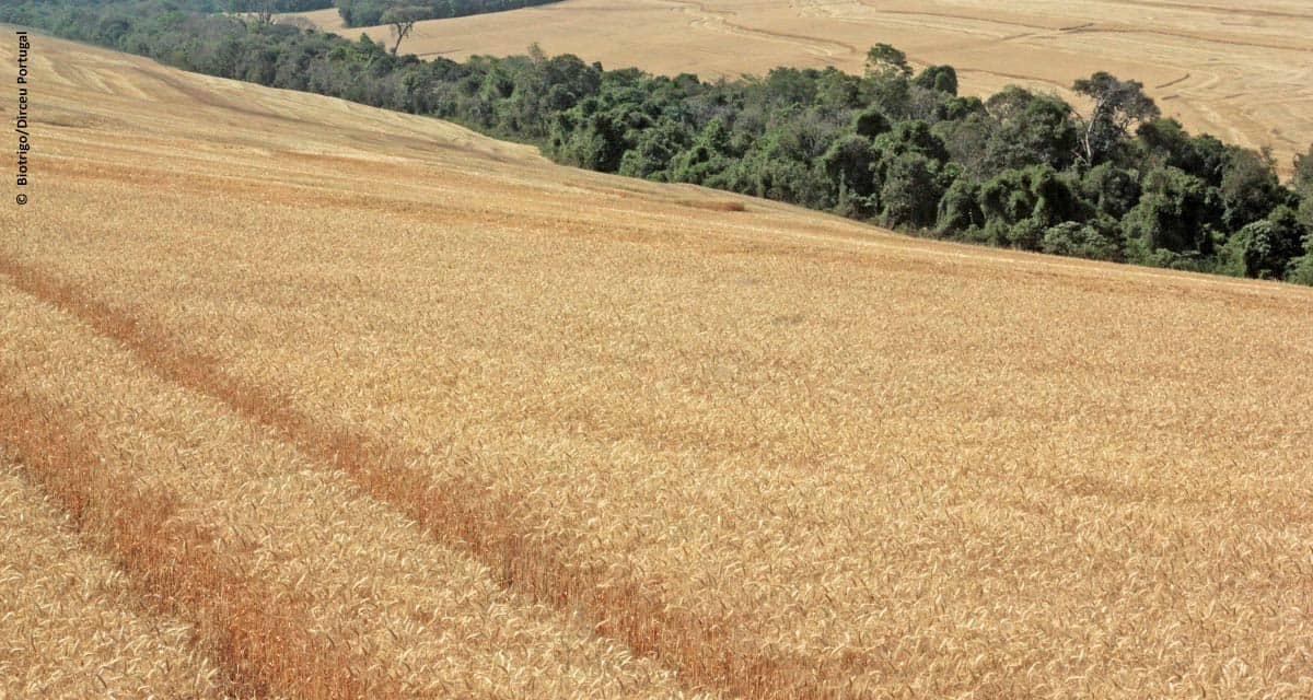 Passo Fundo sedia nesta semana discussão técnica do trigo e triticale