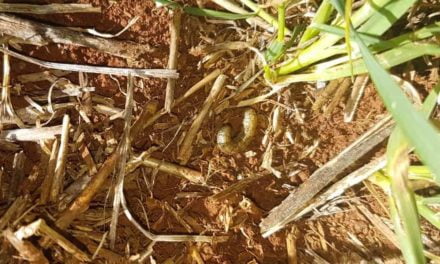 Alerta: manejo e monitoramento da lagarta no trigo