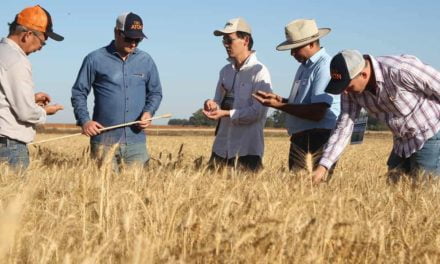 Tecnologias para aumentar a produção de trigo no Cerrado