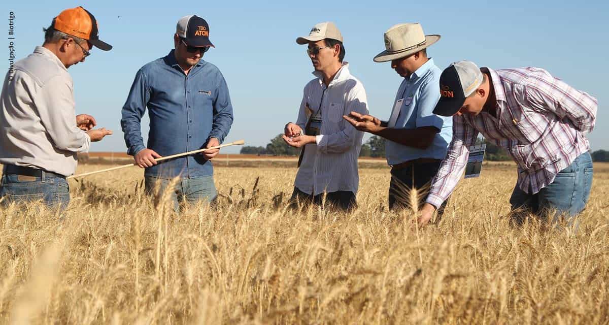 Tecnologias para aumentar a produção de trigo no Cerrado