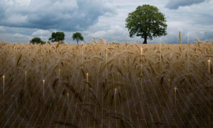 Plataforma de monitoramento DataSafra auxilia a estratégia comercial da indústria de insumos agrícolas