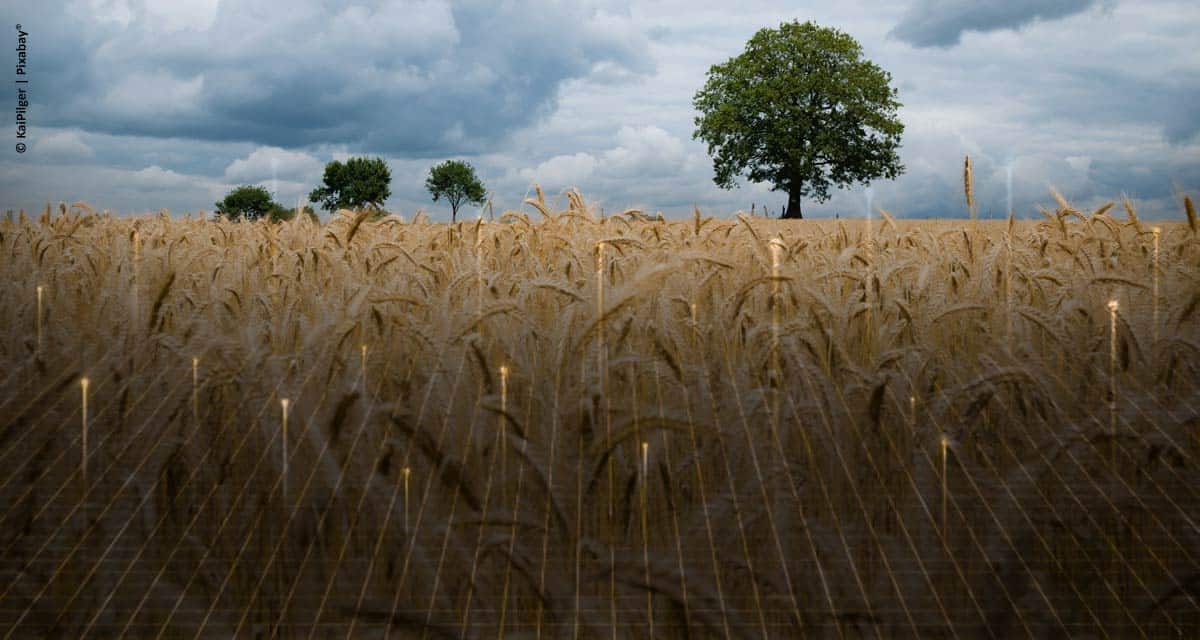 Plataforma de monitoramento DataSafra auxilia a estratégia comercial da indústria de insumos agrícolas