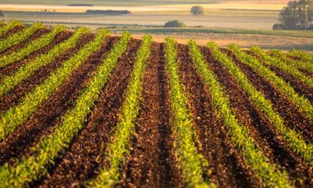 Safra de milho 2019 – O que os produtores podem esperar