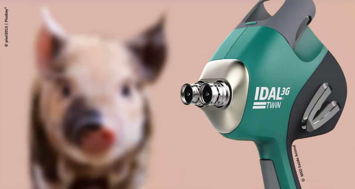 MSD Saúde Animal lança o primeiro dispositivo livre de agulha e intradérmico com dois injetores para vacinação suína