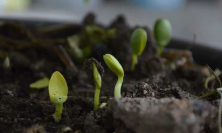 Nutrição de Plantas: o que você precisa saber