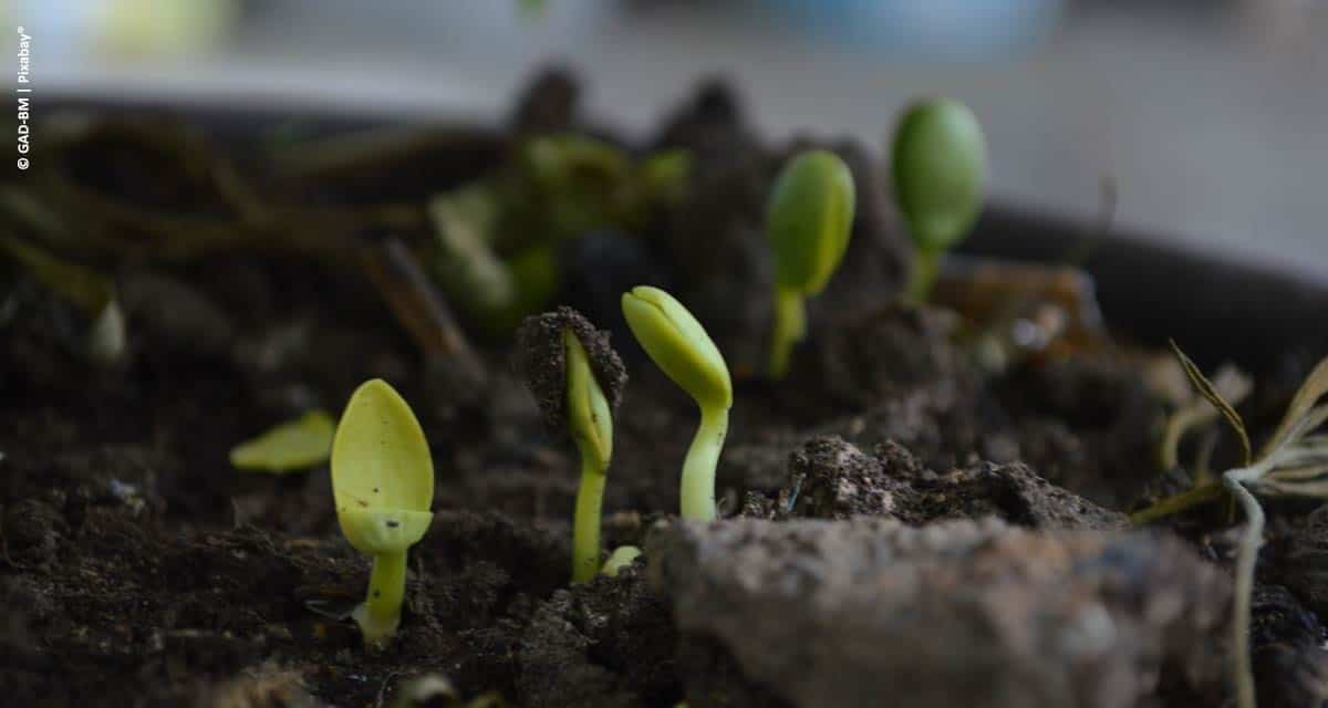 Nutrição de Plantas: o que você precisa saber