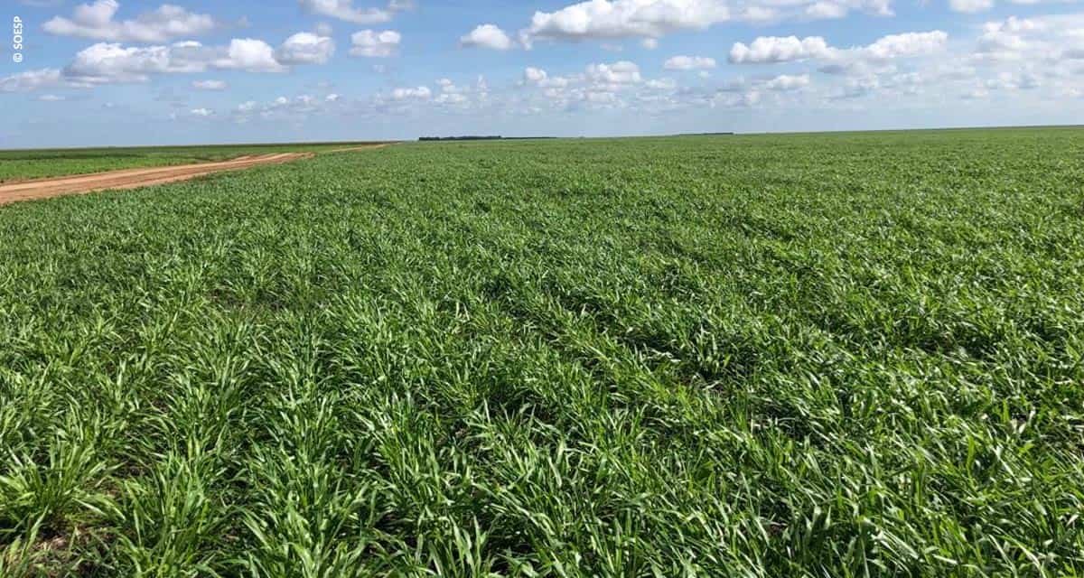 Fazenda aumenta produtividade da lavoura e amplia área de gado com uso de sementes forrageiras em sistema integrado