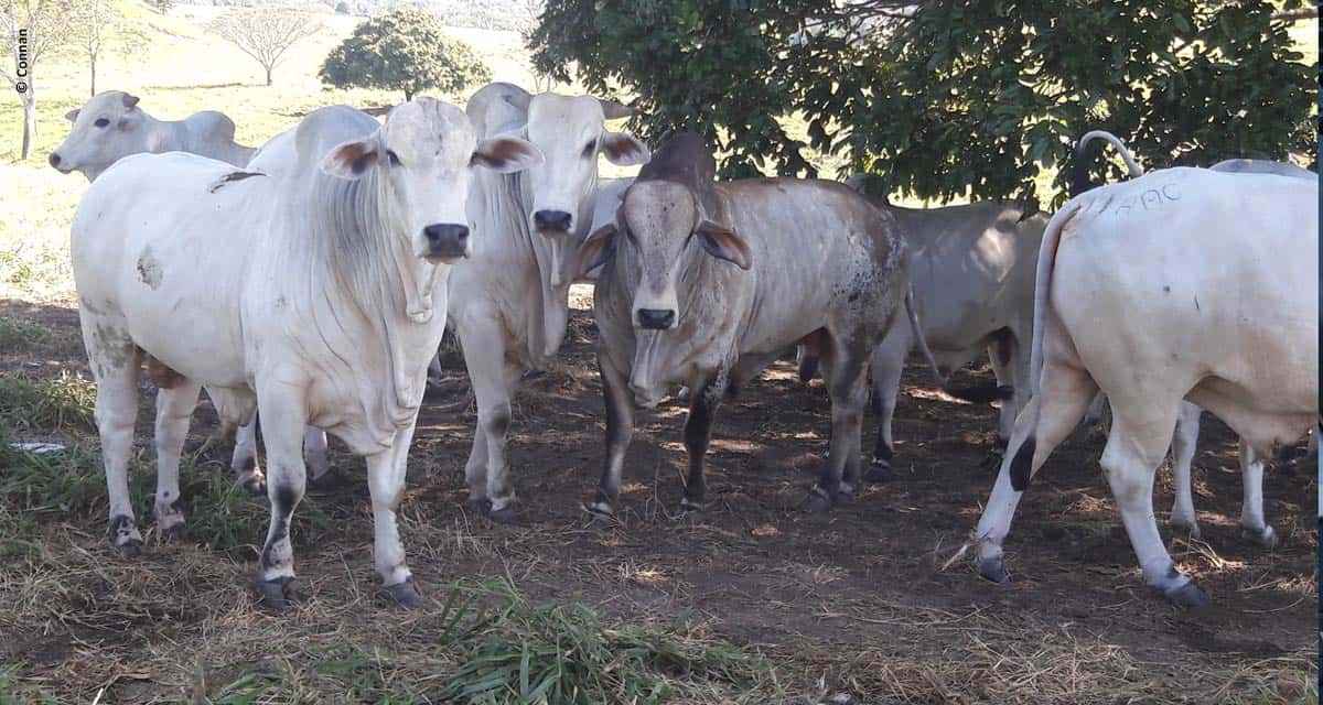 Propriedade registra ganho de rentabilidade com implantação de Terminação Intensiva a Pasto